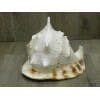 Shell Natural de 30 cm de mar CASSIS CORNUTA gigante