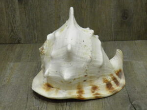 Conchiglia Naturale 30 cm mare CASSIS CORNUTA gigante