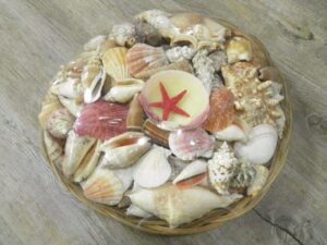 Basket Assorted Shells Sea Line Large 2.7 kg