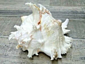 CONCHIGLIA murice ramosus 100% natural (23cm)