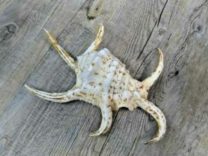 Tropical large conch 100% natural (22cm)