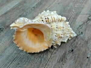 CONCHIGLIA tropicale grande  100% naturale (20cm)
